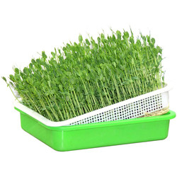 Multicolor Breathable Hydroponic Seedling Tray 31cm Length Recyclable